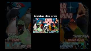 #terapiair masteran burung cililin jernih dengan jeda terapi air #masteranjernih #masteranburung