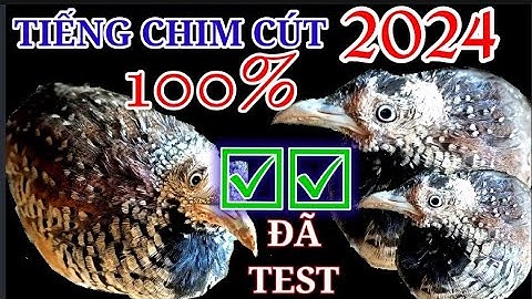 Tiếng chim cút chuẩn 100% năm 2024 ☑☑☑ || Suab w quaj dib tuaj zoo 100% ☑☑