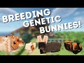 Breeding some genetic rabbits  minecraft rrp