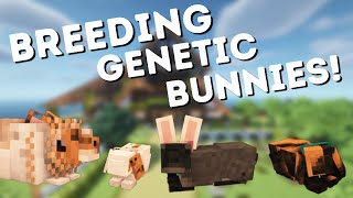 Breeding some Genetic Rabbits  Minecraft RRP