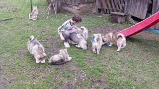 ALASKAN MALAMUTE 2 MONTHS OLD