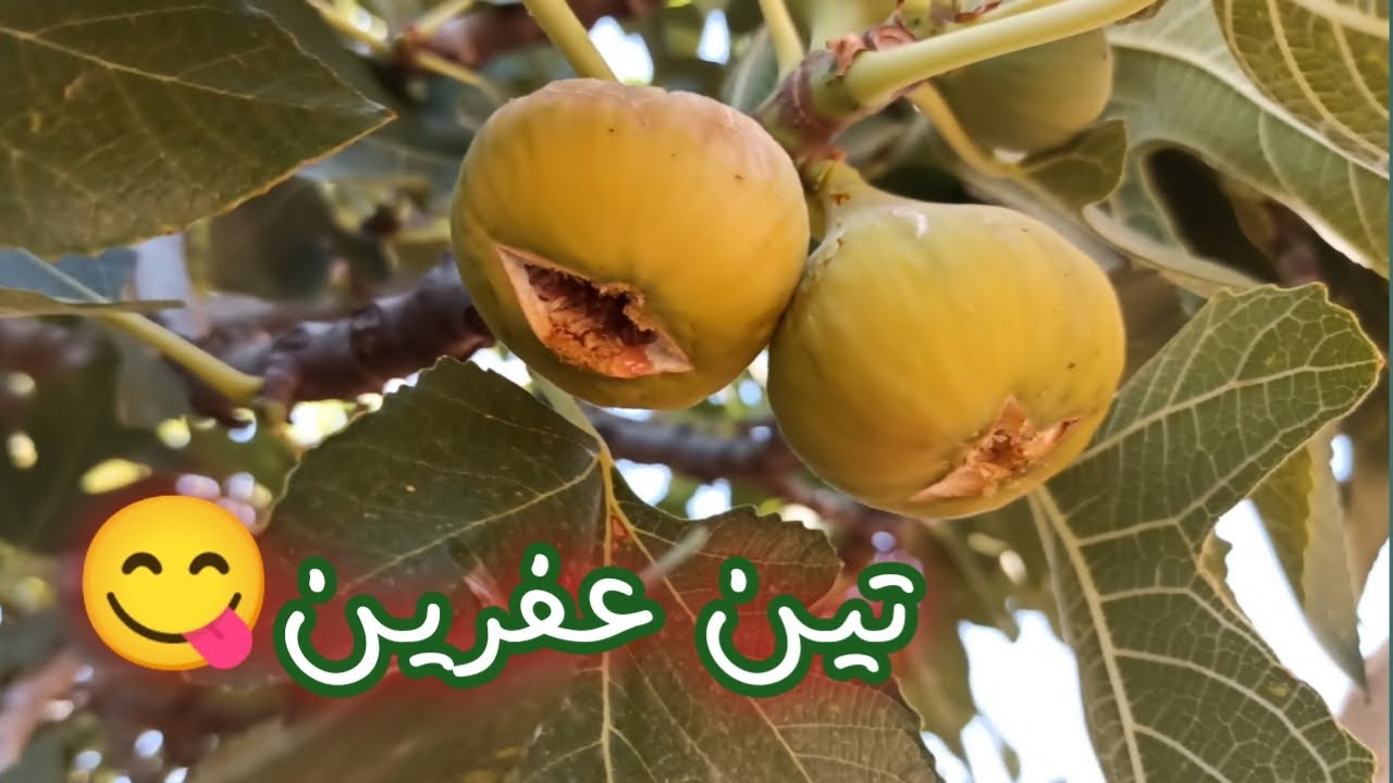 اليوم رحنا ع التين 😋 شوفوا تينات عفرين شي بشهي😍 فيديو حلو كتير تابعونا للأخير 🌹
