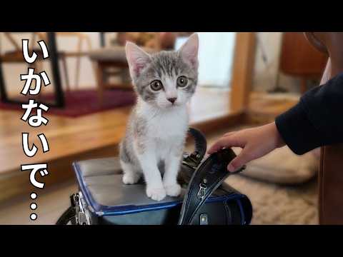 お兄ちゃん学校行かないで…切なすぎる子ねこ【野良猫・保護猫】