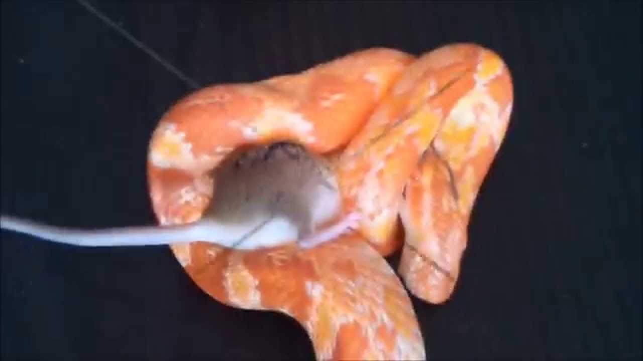 corn snake morphs wąż zbożowy,pantherophis guttatus albino,pantherophis guttatus butter vs Mouse corn snake vs mouse