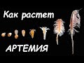 Как растет артемия за 7 дней Макро