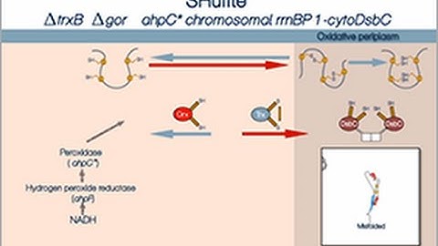 Disulfide bond formation in the cytoplasm of SHuffle cells