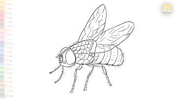 Housefly drawing  EASY | Flies outline sketches | How to draw Housefly step by step | #artjanag