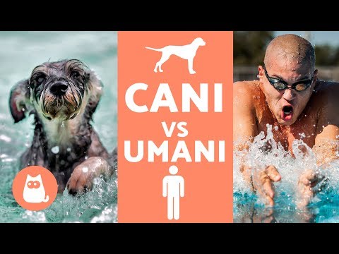 Video: 5 cose sorprendenti che non conoscevi sui cani