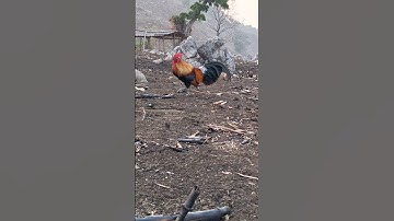 gà rừng f1 cực đẹp. Qaib qus zoo nkauj tiag tiag