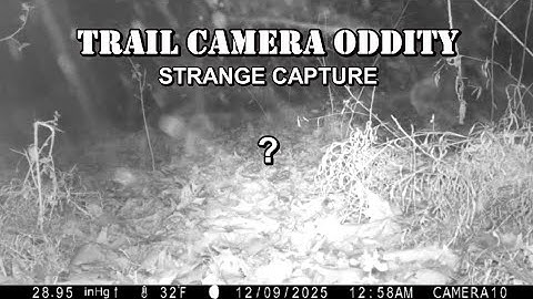 Trail Camera Oddity: Strange Mist Capture #short