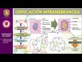 Osificación Endocondral e Intramembranosa / Bien explicado