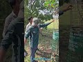 Tree Repair by Sabuja Bahini Team | Saving Nature, One Tree at a Time 💚In this video,