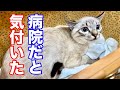 遊びに行くと思って病院だと気がついた猫「ジルベール成長記」