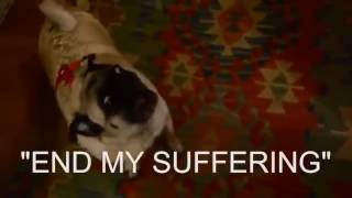 Pug Party God Is Dead