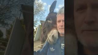 Donkey Starts Licking Owner's Face When He Questions Him About Breaking into Feed Shed  1189217