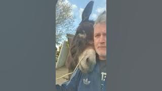 Donkey Starts Licking Owner's Face When He Questions Him About Breaking into Feed Shed - 1189217