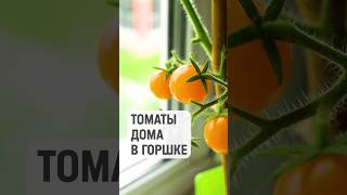 Любуюсь Томатами На Окне😍 Сорт "Оранжевая шапочка" #огороддома #огороднабалконе #томатынаподоконнике