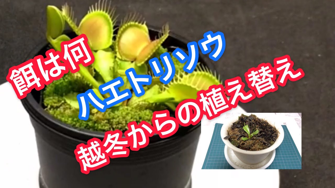 食虫植物 ハエトリソウの植え替えと餌は何を食べるの Youtube