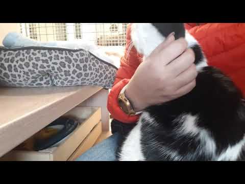 Opolskie Koty Maruś 