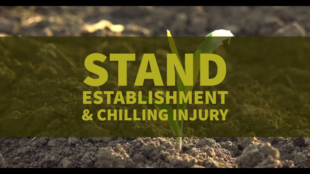 Stand Establishment YouTube