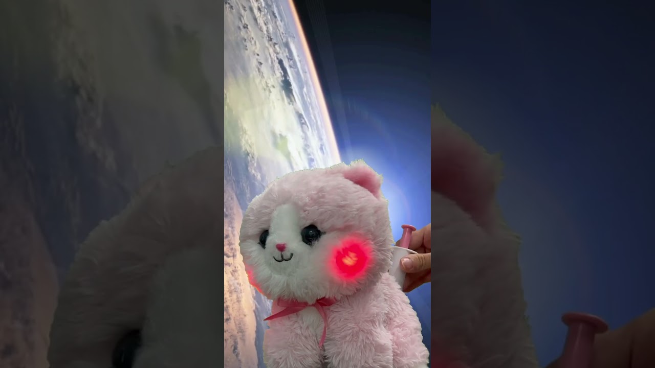 おしりに💉されて悟りを開く子ネコ【宇宙猫】#Shorts｜セガトイズ
