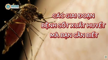 HCDC | Các giai đoạn bệnh sốt xuất huyết mà bạn cần biết