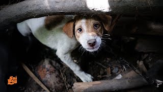 He was moments away from being slaughtered for dog meat