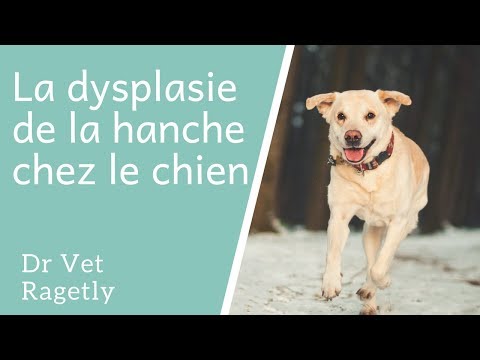 Vidéo: Guide simple pour la dysplasie de la hanche chez le chien