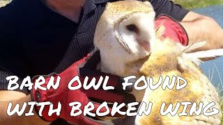 Barn Owl Attacked by Hawk was found with broken wing.
