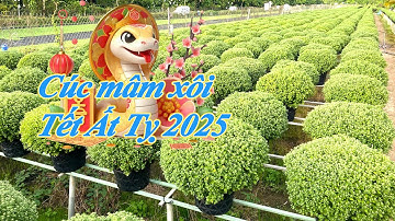 3000 CHẬU CÚC MÂM XÔI CHO ĐƠN ĐẶT HÀNG SỚM TẾT 2025