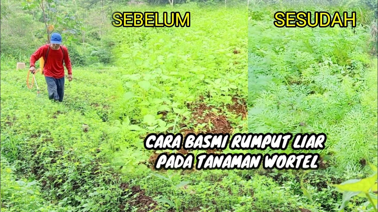 cara basmi rumput liar pada tanaman wortel - YouTube