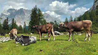 Lermoos 2019 - Zugspitze Area, Tirol, Austria