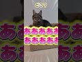 A Path That Every Cat Owner Must Take A Path That Every Cat Owner Must Take