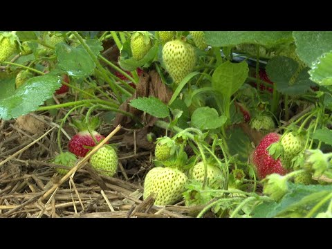 Strawberry picking season