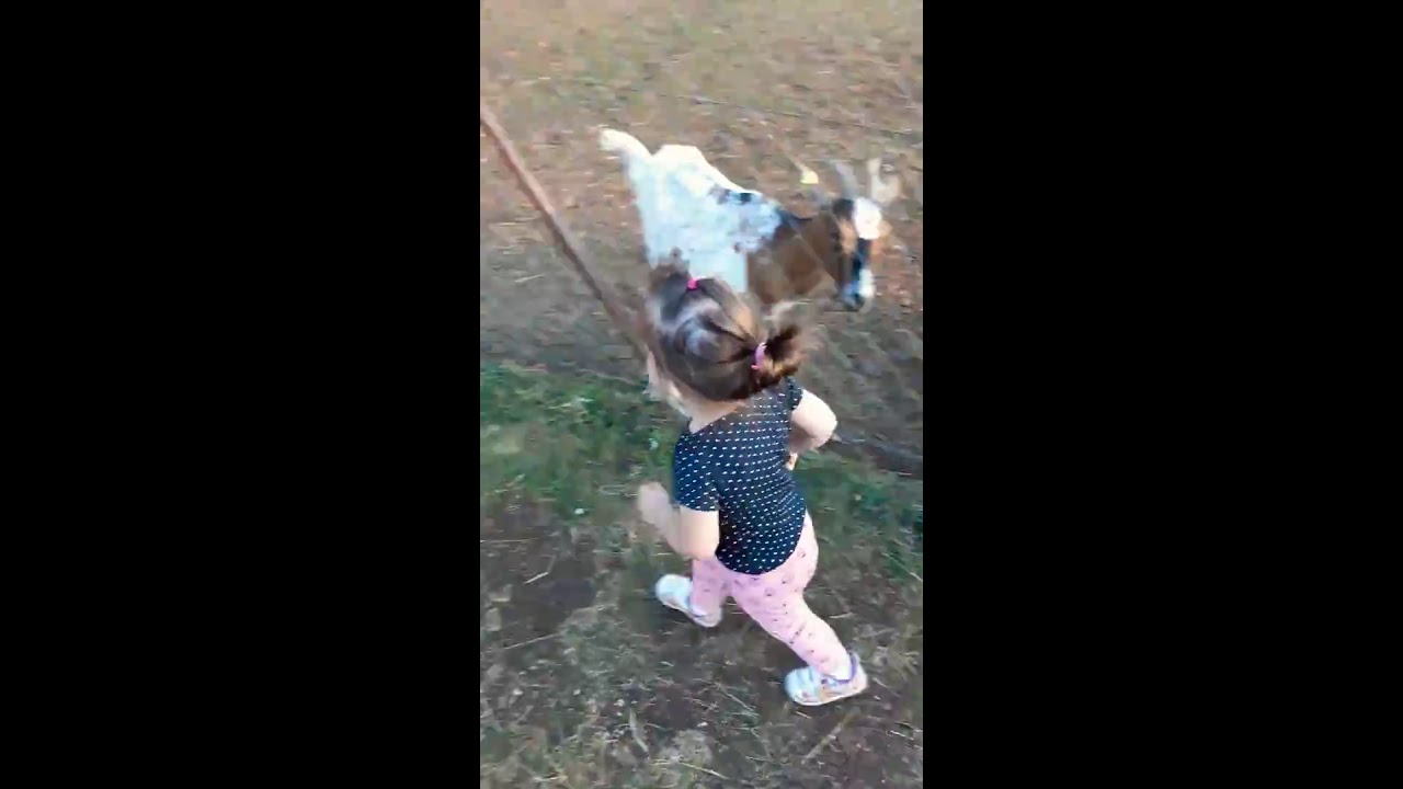 Baby and animals - YouTube