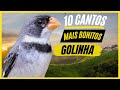 TOP 10: Cantos De &quot;Golinha&quot; MAIS BONITOS e MELHORES - Ave Popular No Brasil !!!