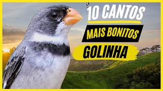 TOP 10: Cantos De &quot;Golinha&quot; MAIS BONITOS e MELHORES - Ave Popular No Brasil !!!