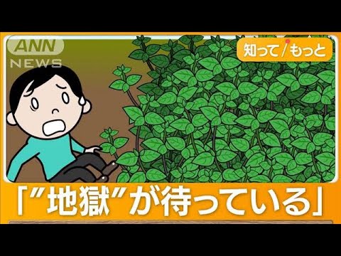  100平米の畑を侵食し尽くし、都会では雑草化…原因は