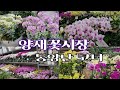 양재화훼단지 내 봄을 알리는 화사한 동양난코너 소개합니다~!Flowers.plants