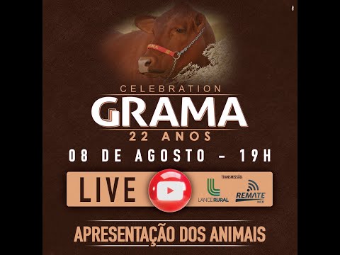 LIVE LeiLão Celebration GRAMA Senepol 2022