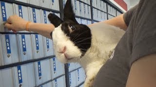 Rabbit goes to the post office!