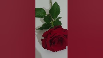 #قرآن_يشرح_الصدر #ذكر_الله #quran #القرآن_الكريم #spirituality #راحة_القلب #خشوع #تلاوة_خاشعة #قراءة