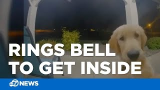 Dog escapes, then rings doorbell to get back inside