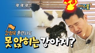 'Sit Down' training,a villian starred from the first part│Mungschool puppy class