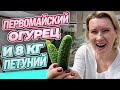 2 МАЯ | РАННИЕ ОГУРЦЫ УРА ПОЛУЧИЛОСЬ! | ПЕТУНИИ ЕХАЛИ 800 км