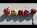 Обзор и дегустация яблок. ( Брянское, Антоновка, Штрейфлинг, и. т. д.)