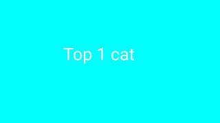 Top 1 Cat