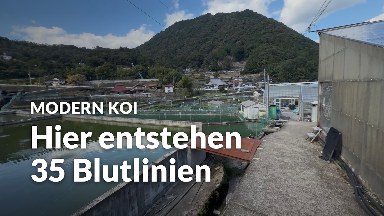 Konishi Live: Ein Rundgang über die Konihsi Koi Farm | Modern Koi Blog #8419