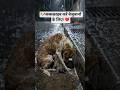भगवान हर जगह नहीं हो सकते, इसलिए उन्होंने अच्छे इंसान बनाए! 😭❤️#humanity #DogLovers #HeartTouching