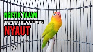 NGETIK TAJAM Lanjut Ngekek Panjang Bikin lawan EMOSI, Suara Lovebird Gacor Ngekek Panjang